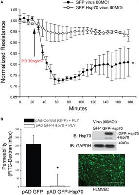 Hsp70 Suppresses Mitochondrial Reactive Oxygen Species and Preserves Pulmonary Microvascular Barrier Integrity Following Exposure to Bacterial Toxins